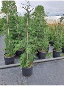 Resim Videolu Kokulu 1 Adet Leylandi Fidanı 30-70Cm SaksılıTüplü ("Leyland Cypress Sapling) 