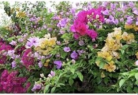 Resim Bougainvillea Begonvil Fidanı, 40-60 Cm, Saksıda Bougainvillea 