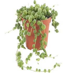 Resim Bitkim Sende Videolu Boncuk Yapılı Tesbih Çiçeği 1 Adet Saksılı/tüplü 5-15cm Iç Mekan Bitkisi(SENECİO ROWLEYANUS) 