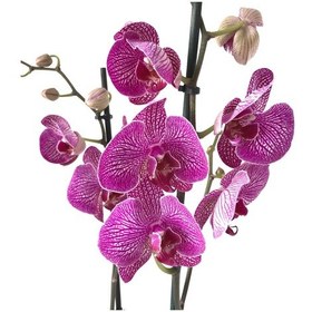 Resim Phalaenopsis 'Budapest' (Fuşya Orkide) Ø12 CM 70-80 CM 