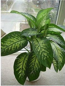 Resim Difenbahya Salon Bitkisi - Dieffenbachia Tropic Snow 60-80 Cm 