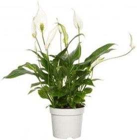 Resim Spatifilyum Barış Çiçeği Spathiphyllum Bellini, BTS03062025BYB03 