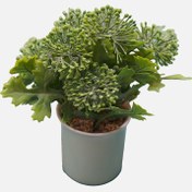 Resim Dekoratif Saksıda Top Çiçek 