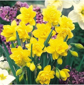 Resim Yellow Golden Ducat Nergis Soğanı5 Adet 