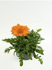 Resim Kampanyalı Pembe Beyaz Turuncu Kırmızı Koyu Pembe Gazanya Çiçeği 4 Adet 10-20Cm 