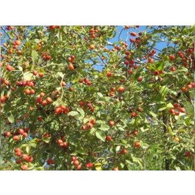 Resim Lokman Aktar Kuru Kuşburnu 250 G 