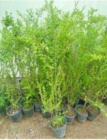 Resim Ligustrum Sinense 5 Adet 100-120 Cm Çiçek Açan Çit Bitkisi 