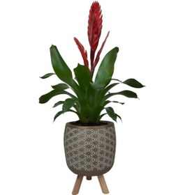 Resim Kırmızı Alev Kılıcı Çiçeği Gold Motif Desenli Saksıda 