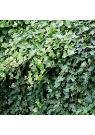 Resim Hedera Helix - Orman Sarmaşığı 100 - 150 cm 10 Adet 