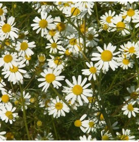 Resim Papatya Çiçeği - Chamomillae Romanae 3 Adet 