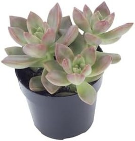 Resim Graptosedum Calıfornıa Sunset Sukulent 
