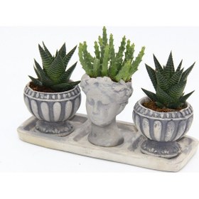 Resim TRİO HELEN GRİ SUKULENT SETİ - Haworthia Limifolia, Huernia 