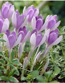 Resim 4 Adet Pembe Çiğdem Çiçek Soğanı - ADAFDN0503 