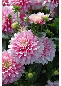 Resim Soft Pembe Renkli Yıldız Çiçeği Soğanı 2 Adet - ADAFDN0389 