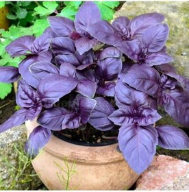 Resim Saksılık Aromartik Dark Purple Geniş Yapraklı Fesleğen Fidesi 5 Adet 