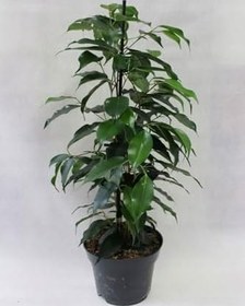 Resim Canlı Benjamin Çiçeği 1 Adet Saksılı 40-60Cm Ficus Benjamina 