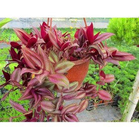 Resim Telgraf Çiçeği - Kara Sevda Çiçeği - Askılı Saksıda 