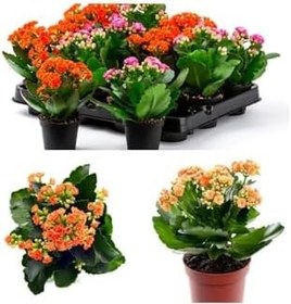 Resim Çok Avantajlı Kalanchoe Çiçeği Kalanşo Emel Hanım Karışık Renkli 3 Lü Set Saksılı Sarı Pembe Turuncu 