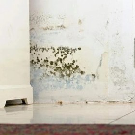 Resim Flora Nem Alıcı 200 G 12 Adet 