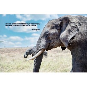 Resim Fil anlamlı söz Fotoğraf Kanvas Tablo 