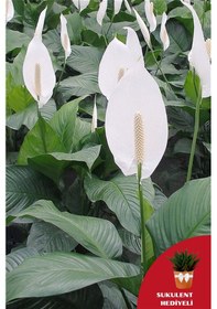 Resim Barış Çiçeği Yelken Çiçeği 