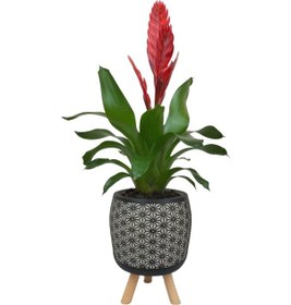 Resim Kırmızı Alev Kılıcı Çiçeği Siyah Motif Desenli Saksıda 