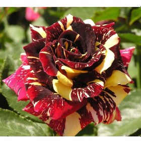 Resim Renk Değiştiren Sihirbaz Abkaradabra Gülü Yediveren Gül Çiçeği Fidesi 1 Adet Paper Potta 