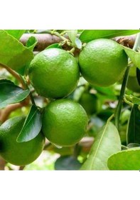 Resim Ultra Bodur Misket Süs Limonu. Saksıda ve Meyve Verir Yaşta 