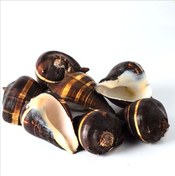 Resim Tahtakaletoptanci Fiber Conch 