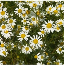 Resim Papatya Çiçeği - Chamomillae Romanae 5 Adet 