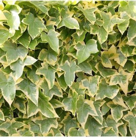 Resim Alacalı Hedera - Orman Sarmaşığı 100 - 150 cm 4 Adet 