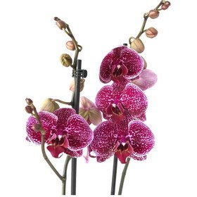 Resim Phalaenopsis 'Jaguar' (Mor Orkide) Ø12 CM 70-80 CM 