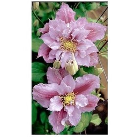 Resim Nandina Botanik 3 Adet Katmerli Pudra Pembe Kokulu Lilyum (Zambak) Çiçeği Soğanı 