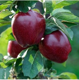 Resim Tüplü Red Joremini Elma Fidanı 
