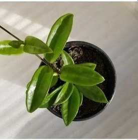 Resim Mum Çiçeği Fidesi Köklenmiş Hoya Pembe (Saksılı 10-15Cm), FideBitki155 