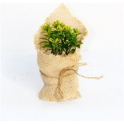 Resim NİKAH FİDANI 50 ADET - ÖZEL GÜN FİDANI (Taflan - Microphyllus Aur 