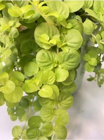 Resim Altın Kolye Çiçeği Canlı Salon Ofis Bitkisi Askılı Saksıda 30-40cm 