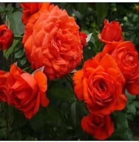 Resim Videolu Turuncu Sarmaşık Gül (25 35 Cm) Tüplü Aşılı Gül Orange Rose 