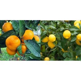 Resim Tüplü Aşılı Kokulu Bodrum Mandalinası + Yediveren Limon Fidanı 2 
