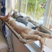 Resim 1 Adet Bıyık Harikaları Kedi Pencere Oturma Hamakı - İç Mekan Kedileri için Sağlam Metal Kanca ile Rahat Asılı PVC Kedi Yatağı, Evcil Hayvan Dinlenme Noktası | Konforlu Evcil Hayvan Mobilyası | Güvenli Kedi Hamak 