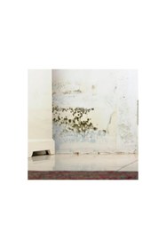 Resim Miss Flora Nem Alıcı 200 g 1 Adet Rutubet Önleyici Tablet 