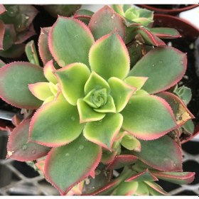 Resim Aeonium Kiwi - 10 Adet Sukulent - Teraryum Bitkisi 