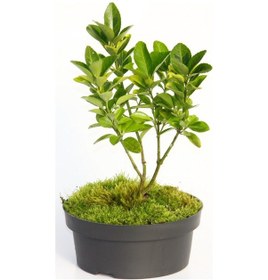 Resim Bonsai Taflan Euonymus Japonica - 3 Adet 