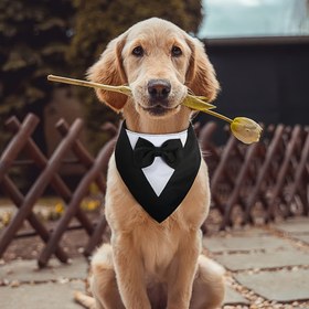 Resim Köpek Smokin, Resmi Köpek Düğün Bandanası, Papyonlu Köpek Tasması, Köpek Doğum Günü Kostümü, Ayarlanabilir Evcil Hayvan Parti Smokin Köpek Düğün Kıyafeti, Küçük Orta Büyük Evcil Hayvanlar için Sevgililer Günü Kostümü 