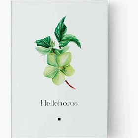 Resim Artbook Noel Gülü (Helleborus) 
