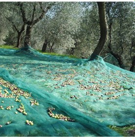 Resim Zeytin Toplama Filesi 