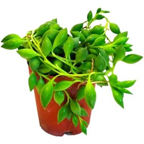 Resim YEŞİLİMARKET Tesbih Çiçeği Boncuk Sukulent 5,5 Cm.lik Saksıda 'çiçek Açan Cins' 