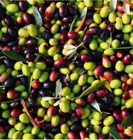 Resim 50 Adet 2 Yaş Gemlik Trilye Sofralık Zeytin Fidanı Paketi 