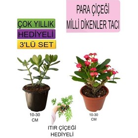 Resim 3'lü Set Para Çiçeği+kırmızı Milli Dikenler Tacı+ Itır Çiçeği 
