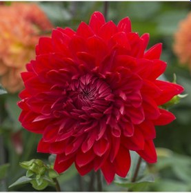 Resim Garden Wonder Kırmızı Dahlia Yıldız Çiçeği Yumrusu 1 Adet 